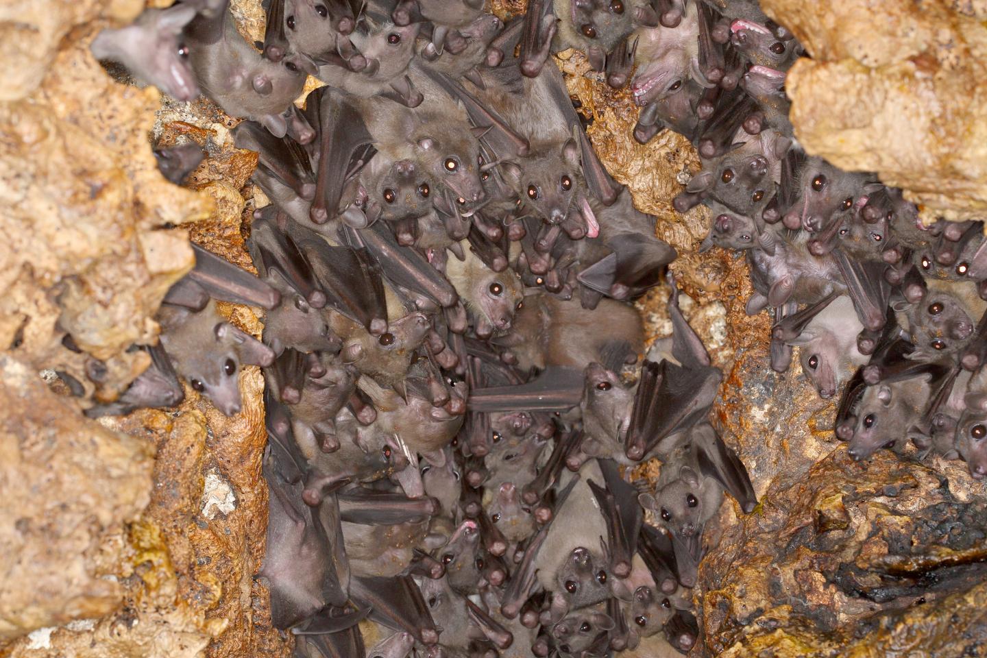 Bats Carefully Choose Their Interactions and Exhibit Consistent Foraging Strategies (4 of 7)