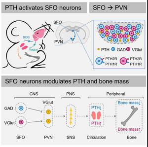 Subfornical organ neurons sense PTH level and regulate PTH secretion