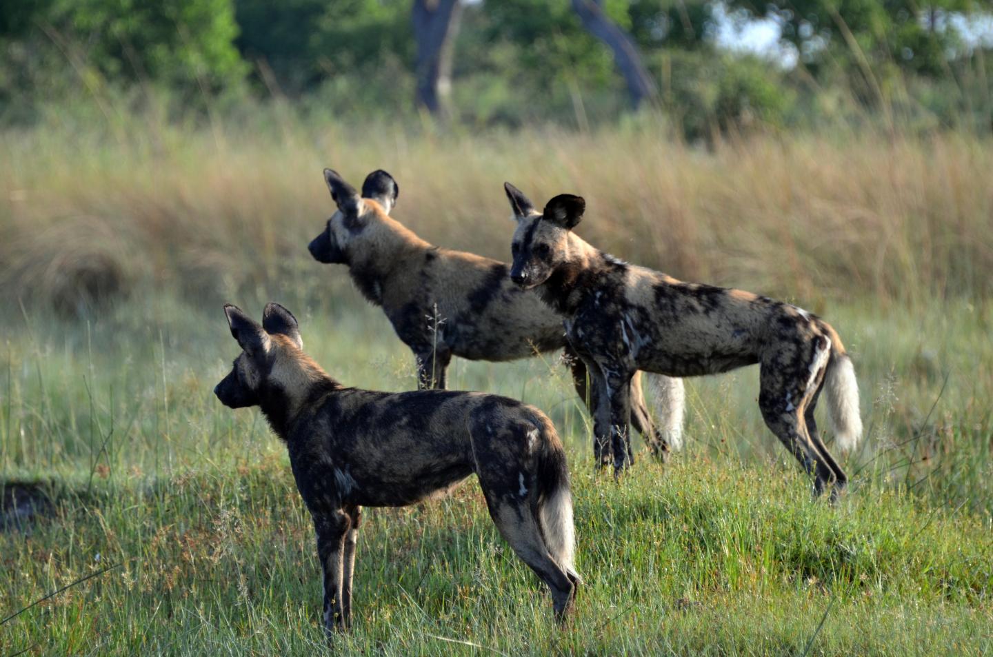 African Wild Dogs