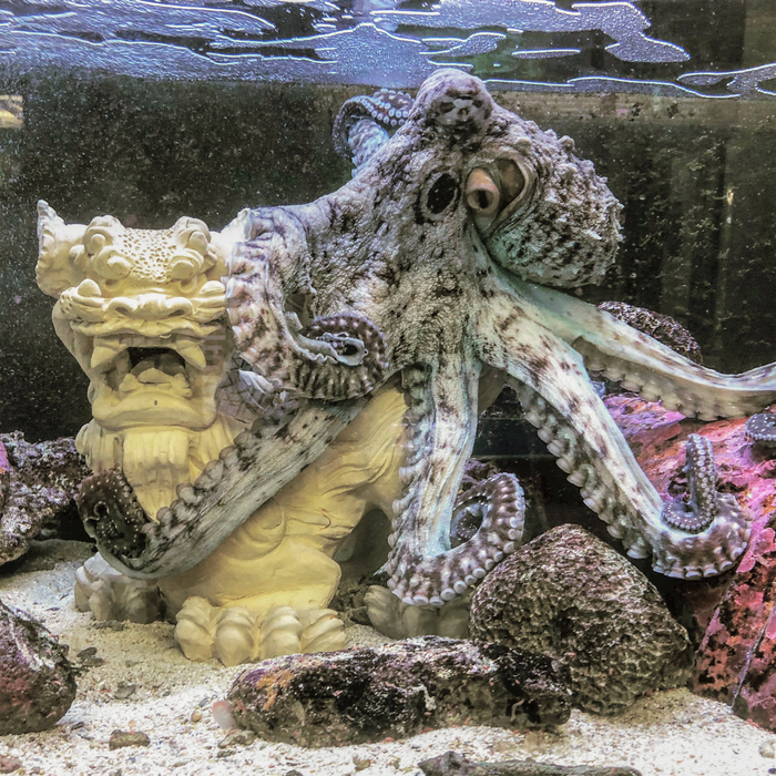 実験室の水槽で飼育されている昼行性のワモンダコ（Octopus cyanea）