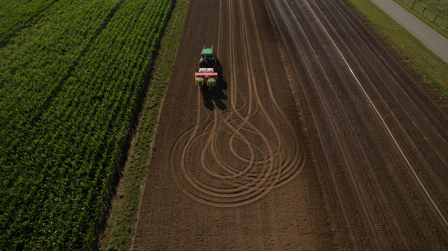Artemisia annua at Spindletop Farm