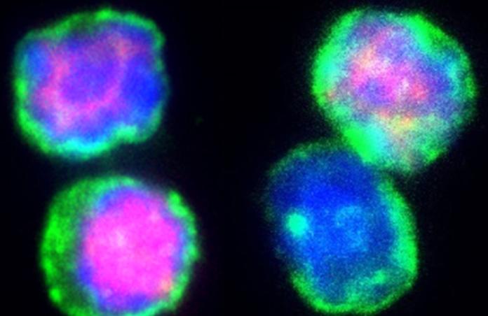 Immunfluoreszenzfärbung von T-Zellen nach Kälteexposition 