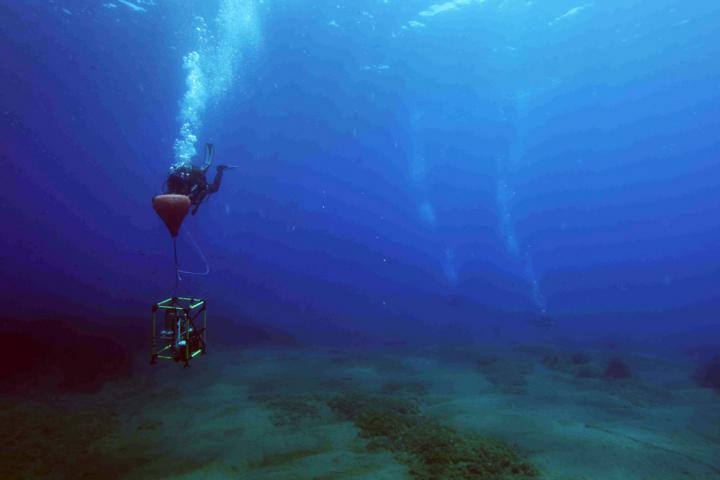 Diver at the Study Site