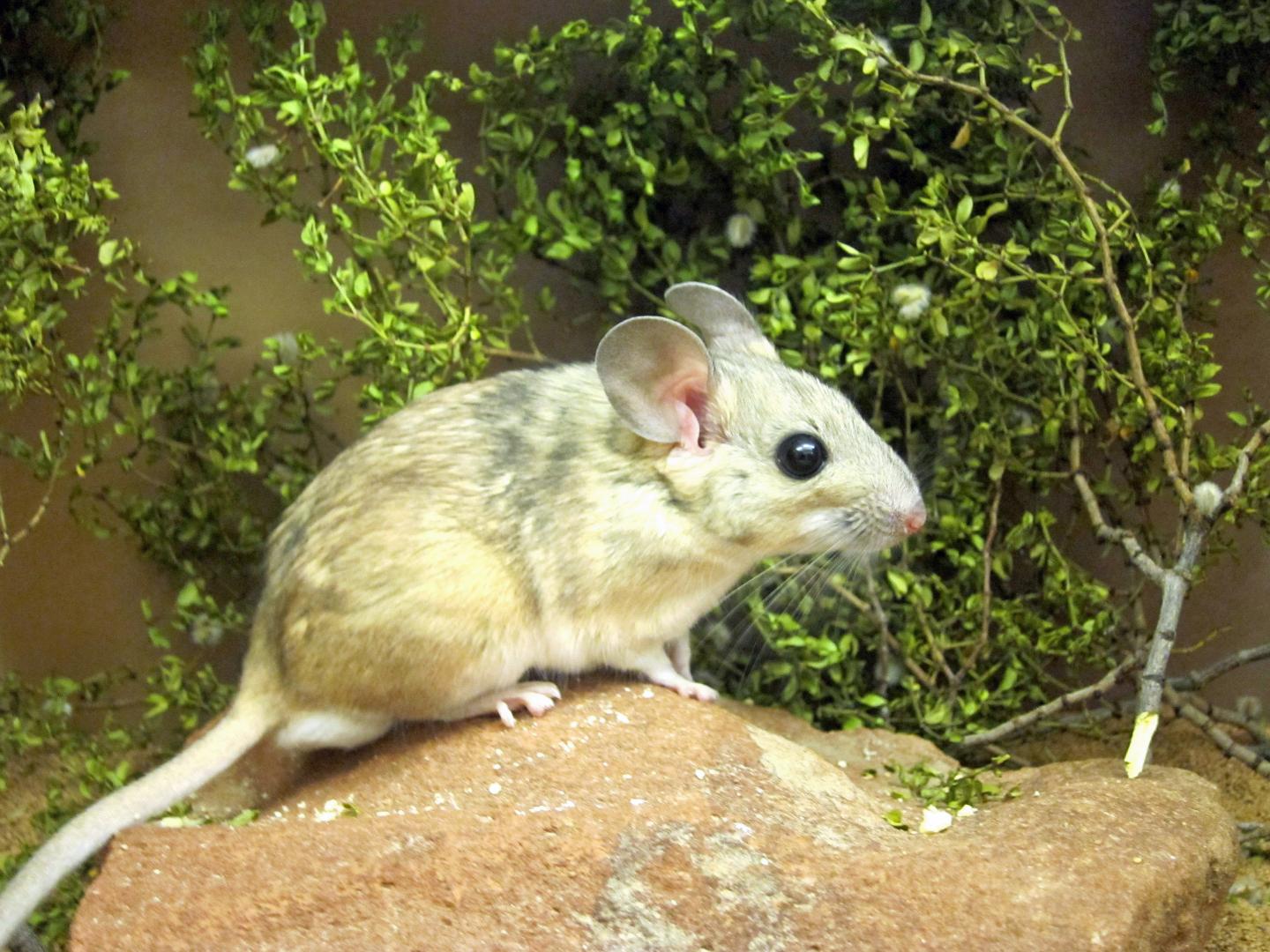 Desert Woodrat