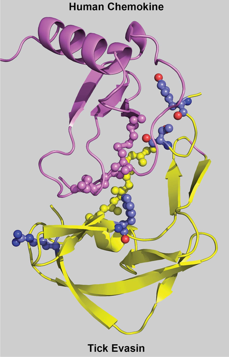 Molecular structure of Tick Evasin