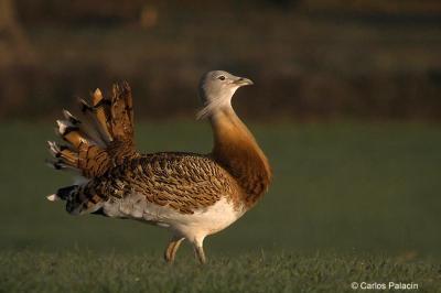 Male Bustards