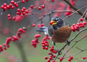 Robin eating winterberry Paul D. Vitucci