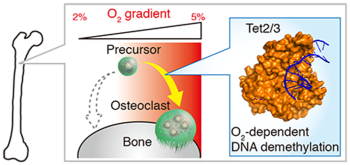 Scientists from Japan develop advanced imaging technique to measure oxygenation in live mouse bone