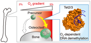 Scientists from Japan develop advanced imaging technique to measure oxygenation in live mouse bone