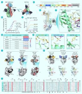 The structure of HSV-1 gB in complex with D48 Fab and structural and sequence comparison with HCMV and EBV gB with their neutralization antibody reveal DII as a conservative antigenic domain across herpesviruses.