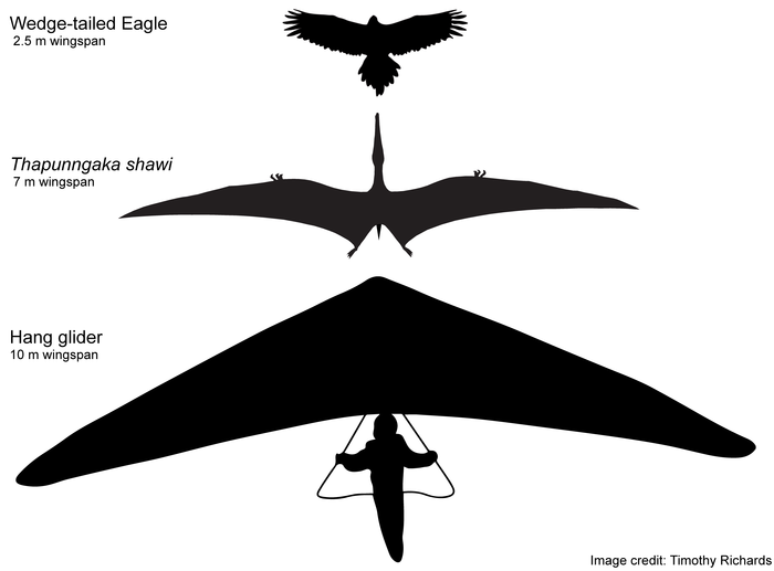 Hypothetical outline of Thapunngaka shawi with a 7 m wingspan
