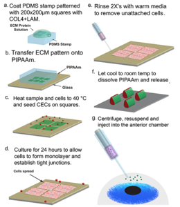 Corneal Injection Process