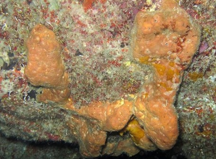 Marine sponge