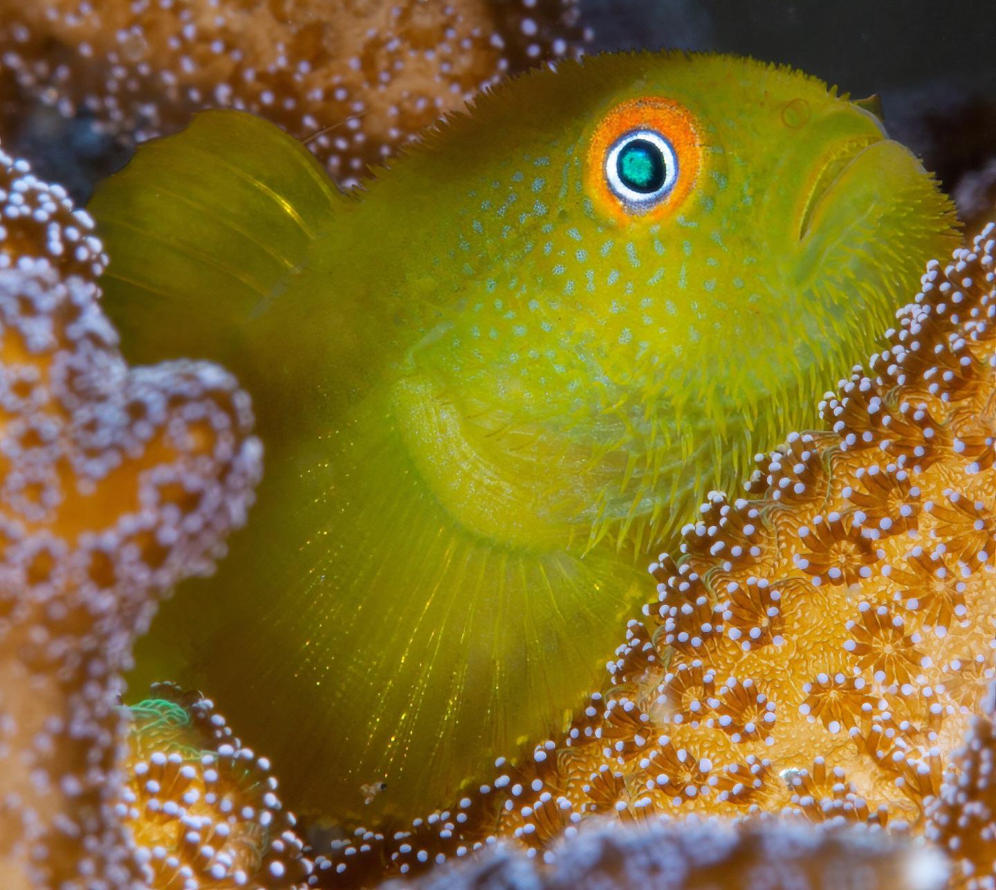Adult emerald coral goby