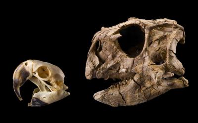 Head-to-Head Comparison