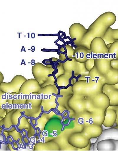 Discriminator Element (1 of 2)