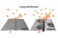 New research from shows how oxygen transfer is altered in diseased lung tissue.