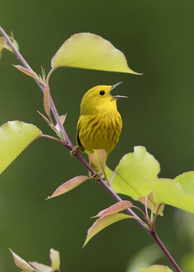 Yellow warbler