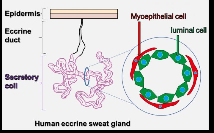 Human Eccrine Gland