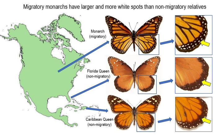 Monarch butterflies are more likely to surviv