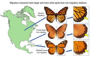 How the monarch got its spots: Long-distance migration selects for larger white spots on monarch butterfly wings