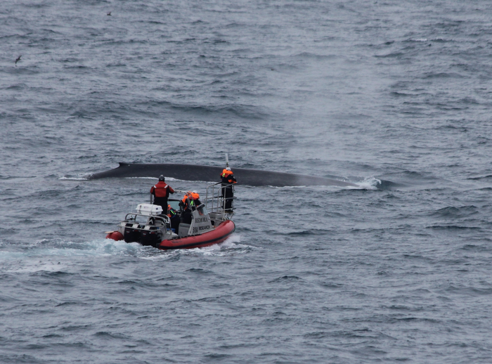Scientists approach a 30-metre blue whale in their six-metre boat