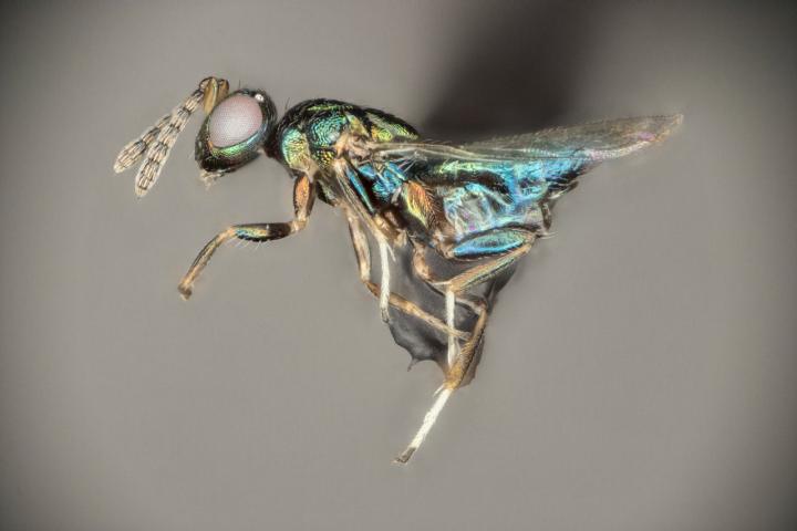 The New Parasitic Wasp Species <i>Euderus set</i>