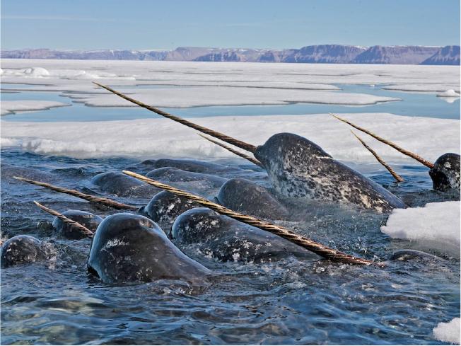 Narwhals with their characteristic spiralled tusks in dense pack ice