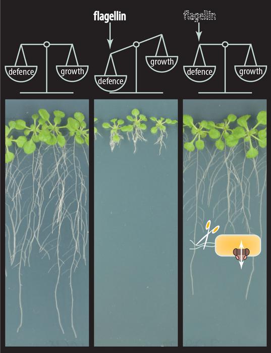 Flagellin triggers immune reactions that shift resources to defence. Colonization with a commensal Rhodanobacter compensates for this imbalance between growth and defence through a transporter system and breakdown of flagellin.