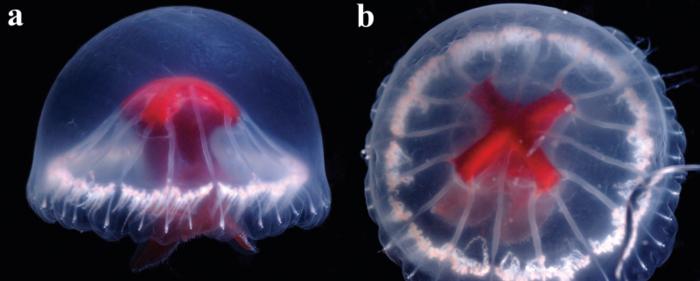 A novel species of jellyfish discovered in a remote location in Japan