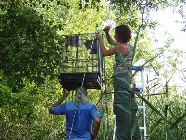 Bethany Krebs Assembling a Cage