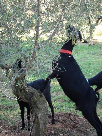 Selective Grazing and Aversion to Olive and Grape Leaves Achieved in Goats and Sheep