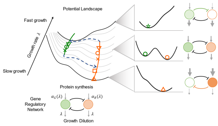 Cell growth-induced bifurcation and cell fate decision