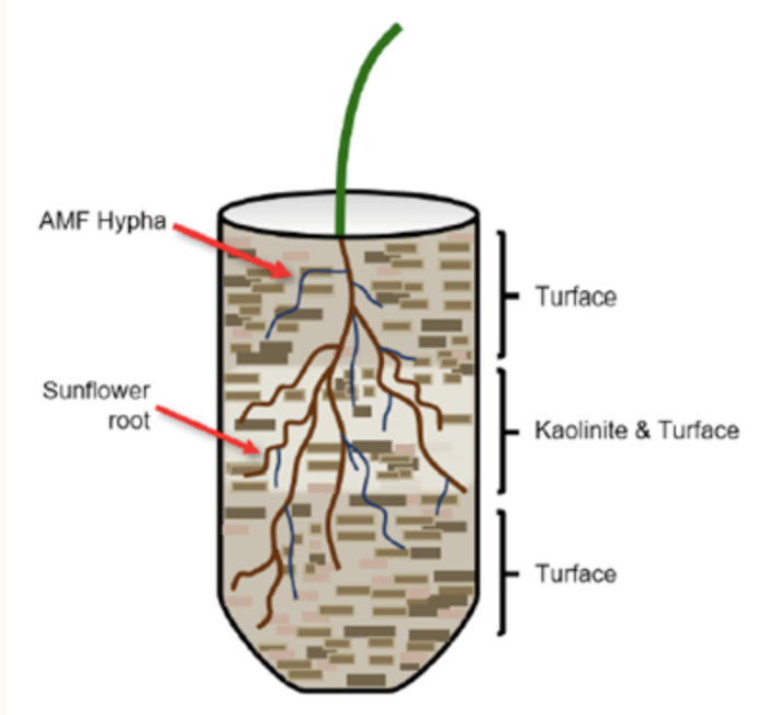 Cartoon drawing of the sunflower seedling