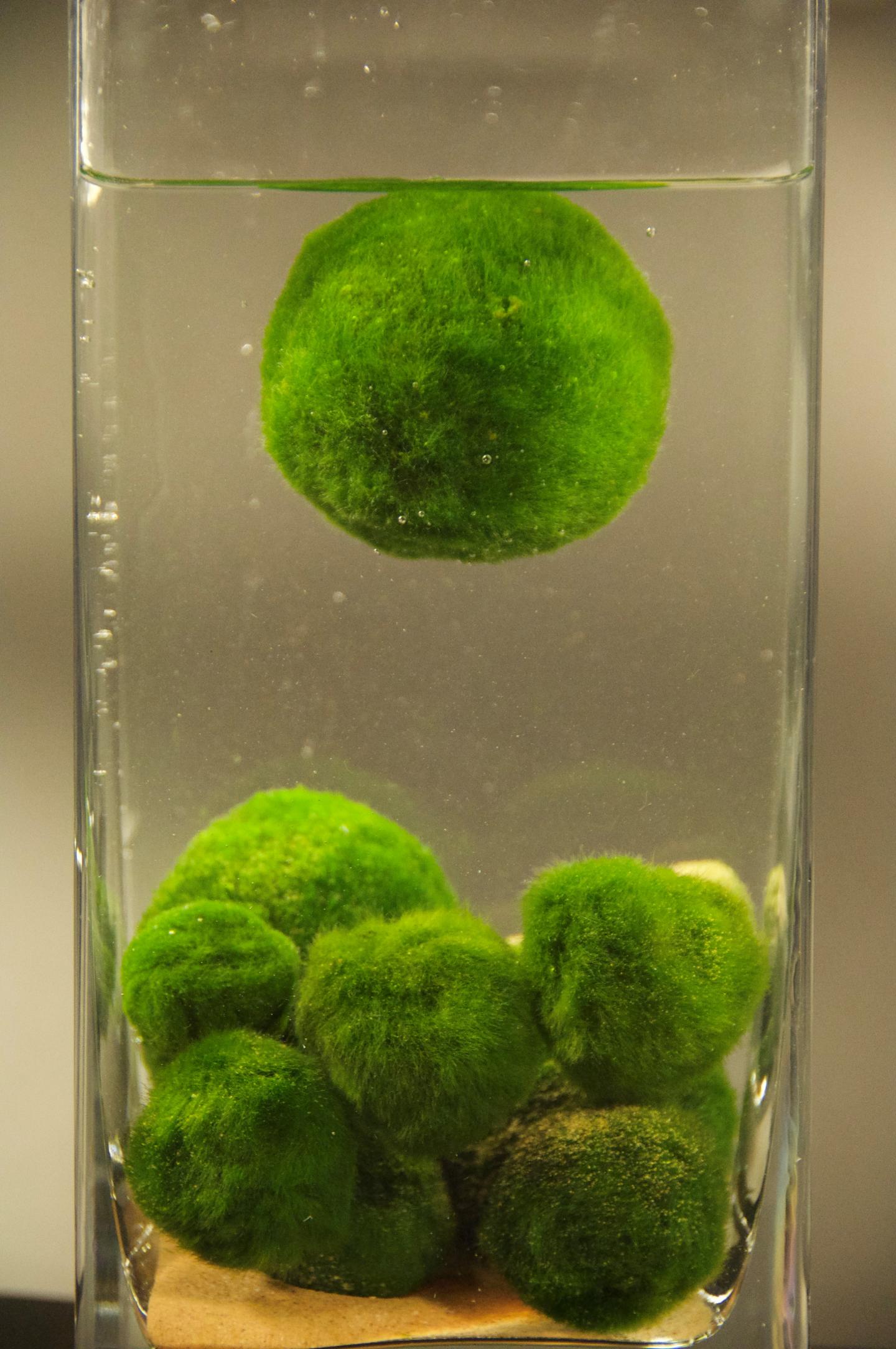 Marimo Balls