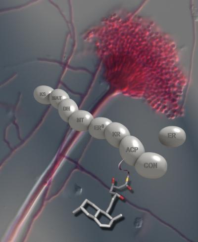 Making Cholesterol Drugs from a Megaenzyme