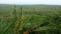 Tropical Forest From Vila Americana, Santarem, Brazil