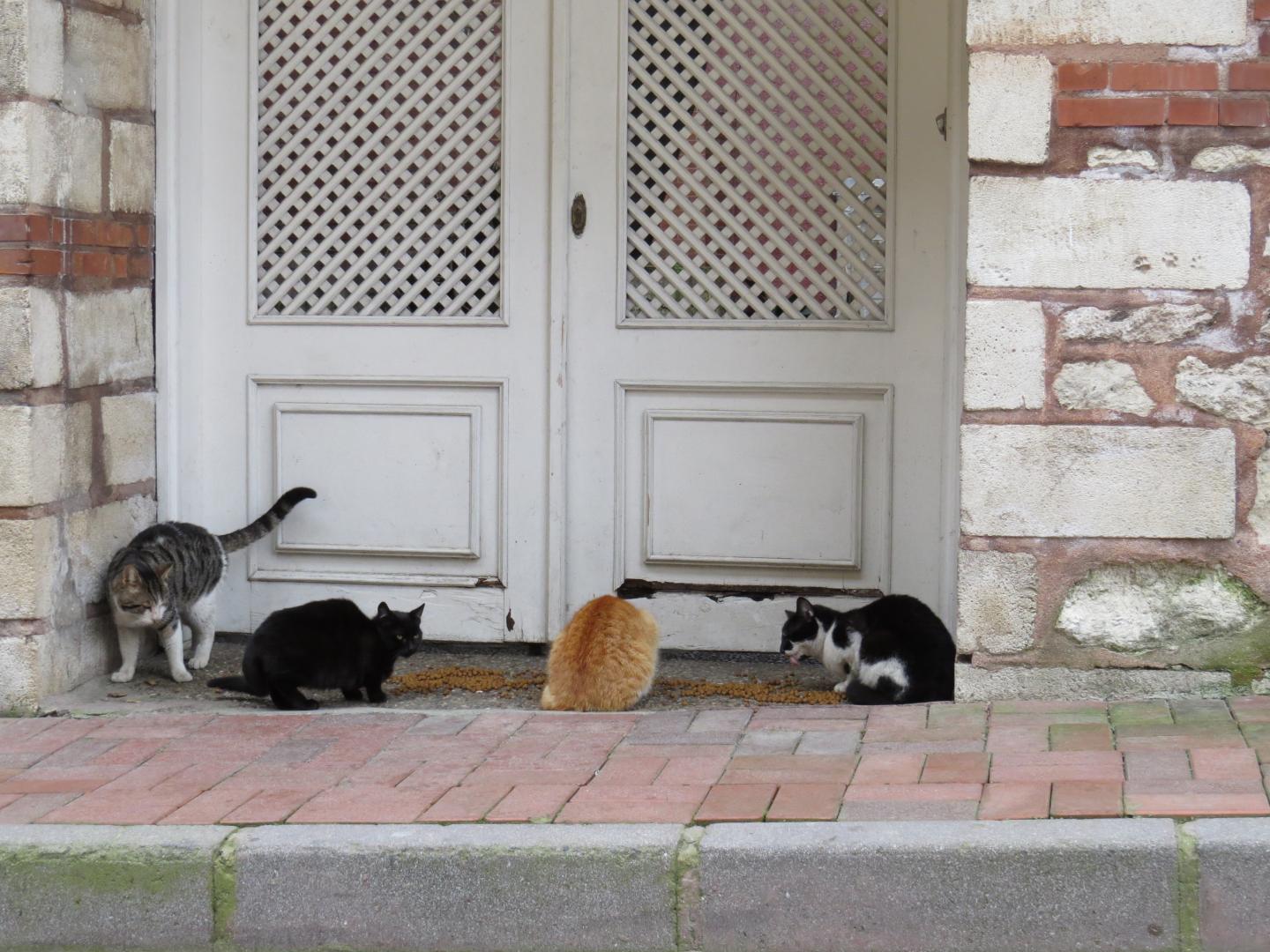Free-Roaming Cats to Benefit from Contraceptive Vaccine Intiative