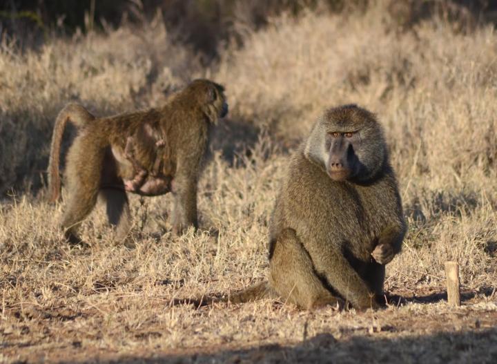 Adult Baboon with Adult Female with Clinging Infant