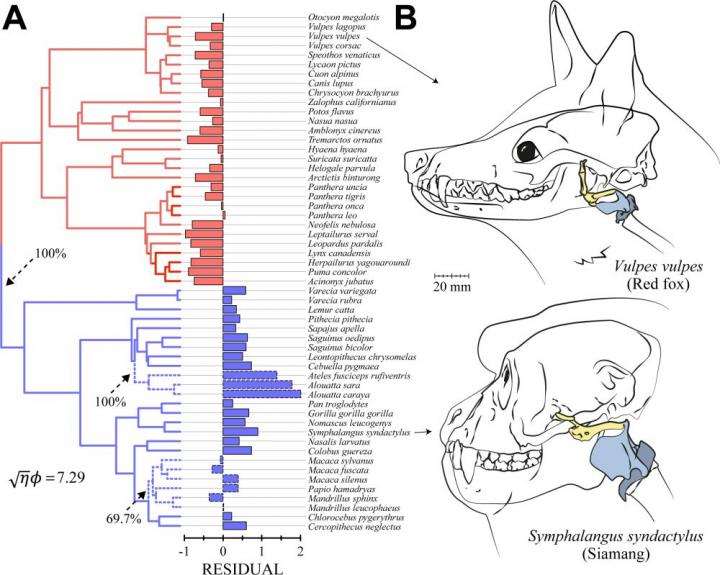 The Larynx Has Evolved More Rapidly in Primates