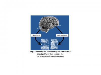 Diagram of Neural Pathway