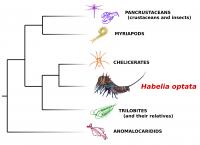 <em>Habelia optata</em> on Tree of Life