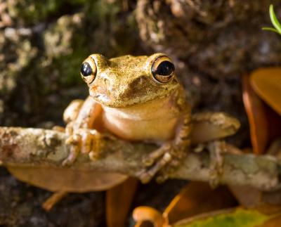 Cuban Tree Frog