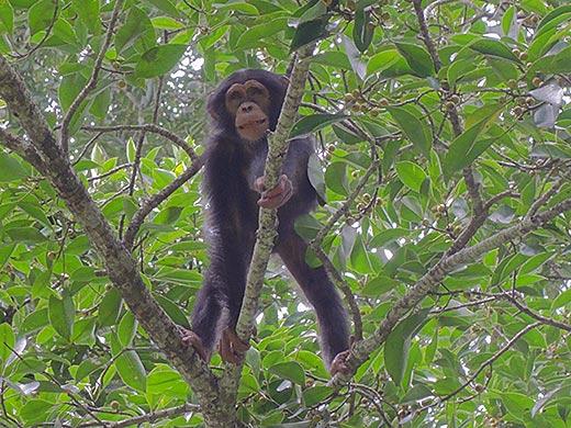 Chimps Plan Ahead for Breakfast