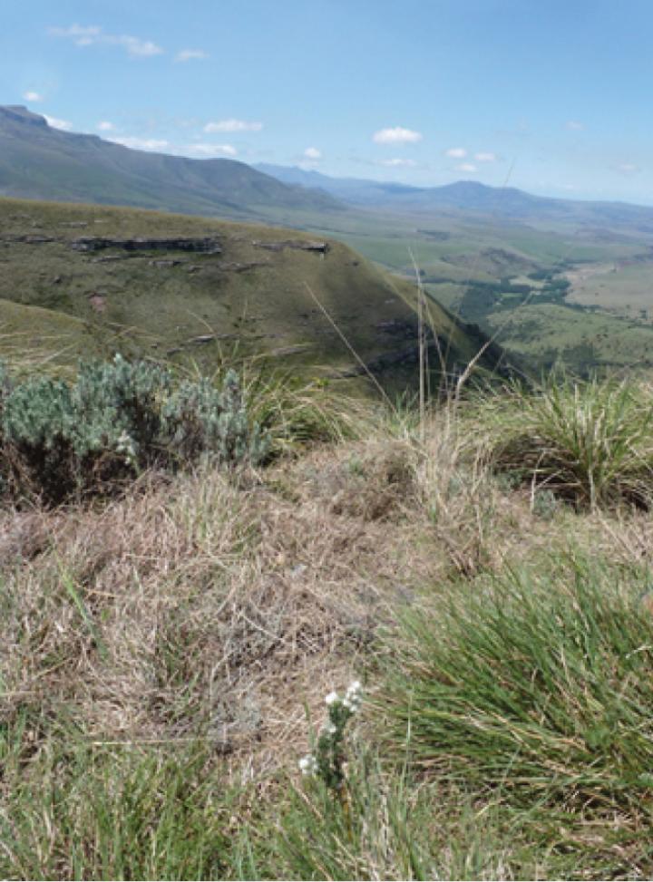 Montane Grassland