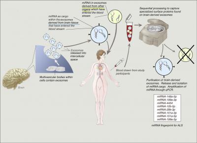 Extraction of miRNA from Brain Exosomes