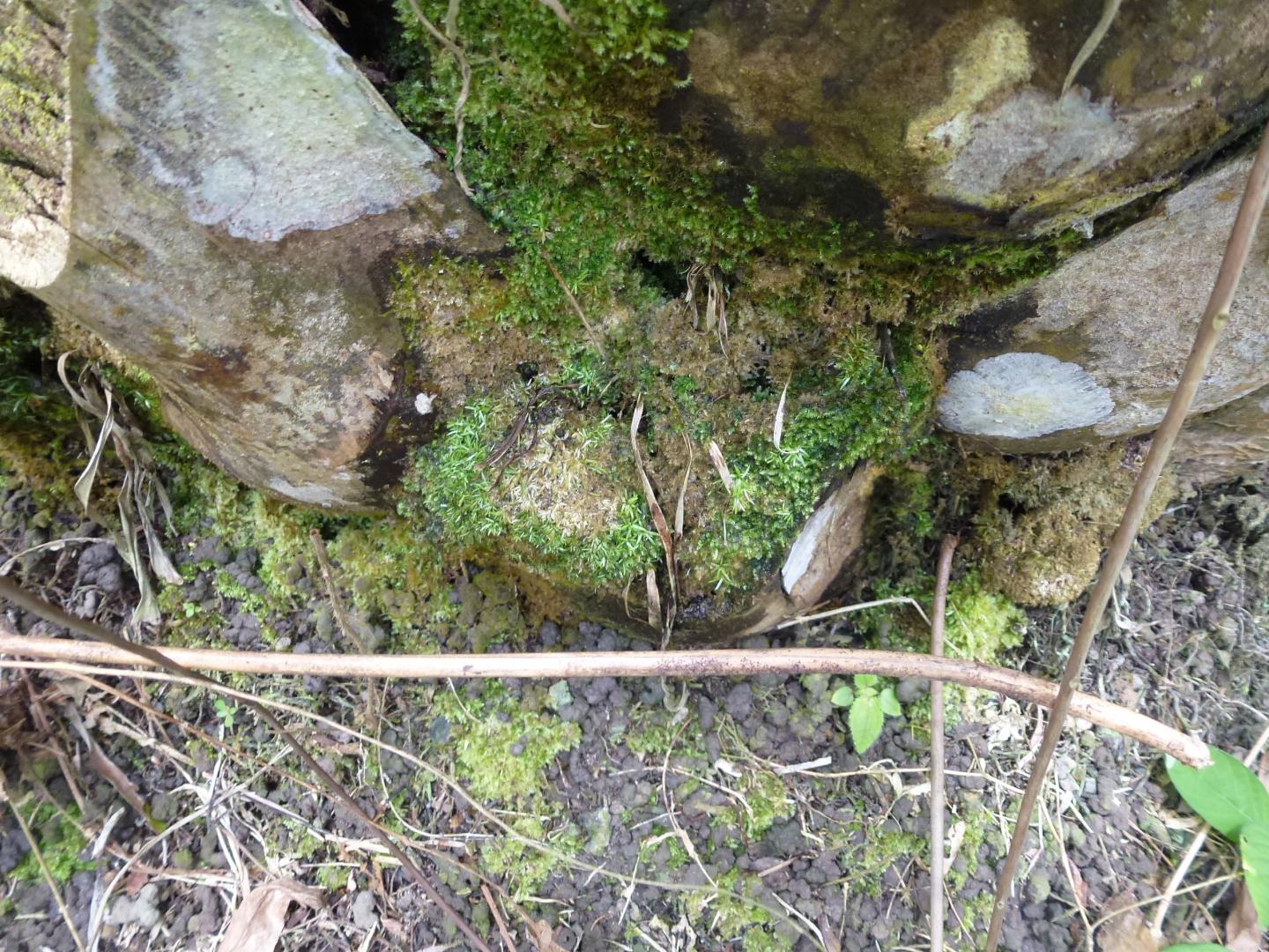 Close up of Palm Tree with Cut Leaves and Moss