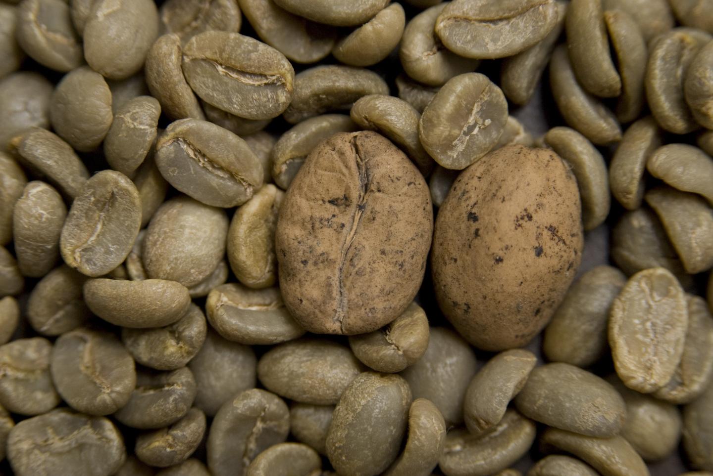 60 Percent of Wild Coffee Species Are at Risk of Extinction (4 of 13)