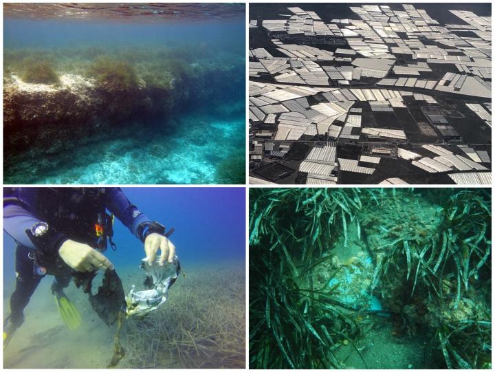 Research on the sediment layers of seagrass beds to see the accumulation of microplastics over time.