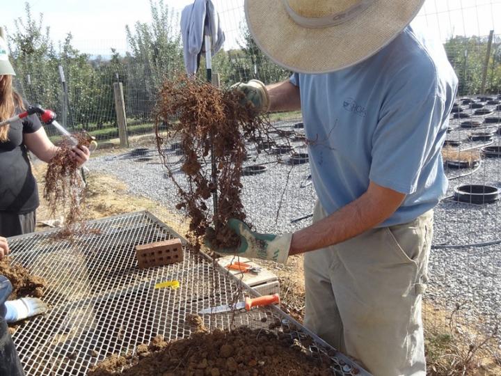 Researcher Holding Roots